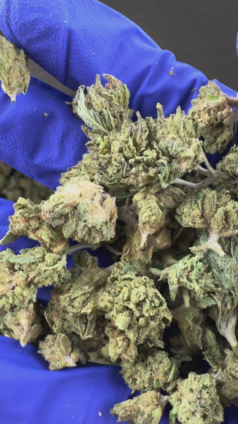 Small Buds Candy Rain – Hybrid — Präsentationsvideo