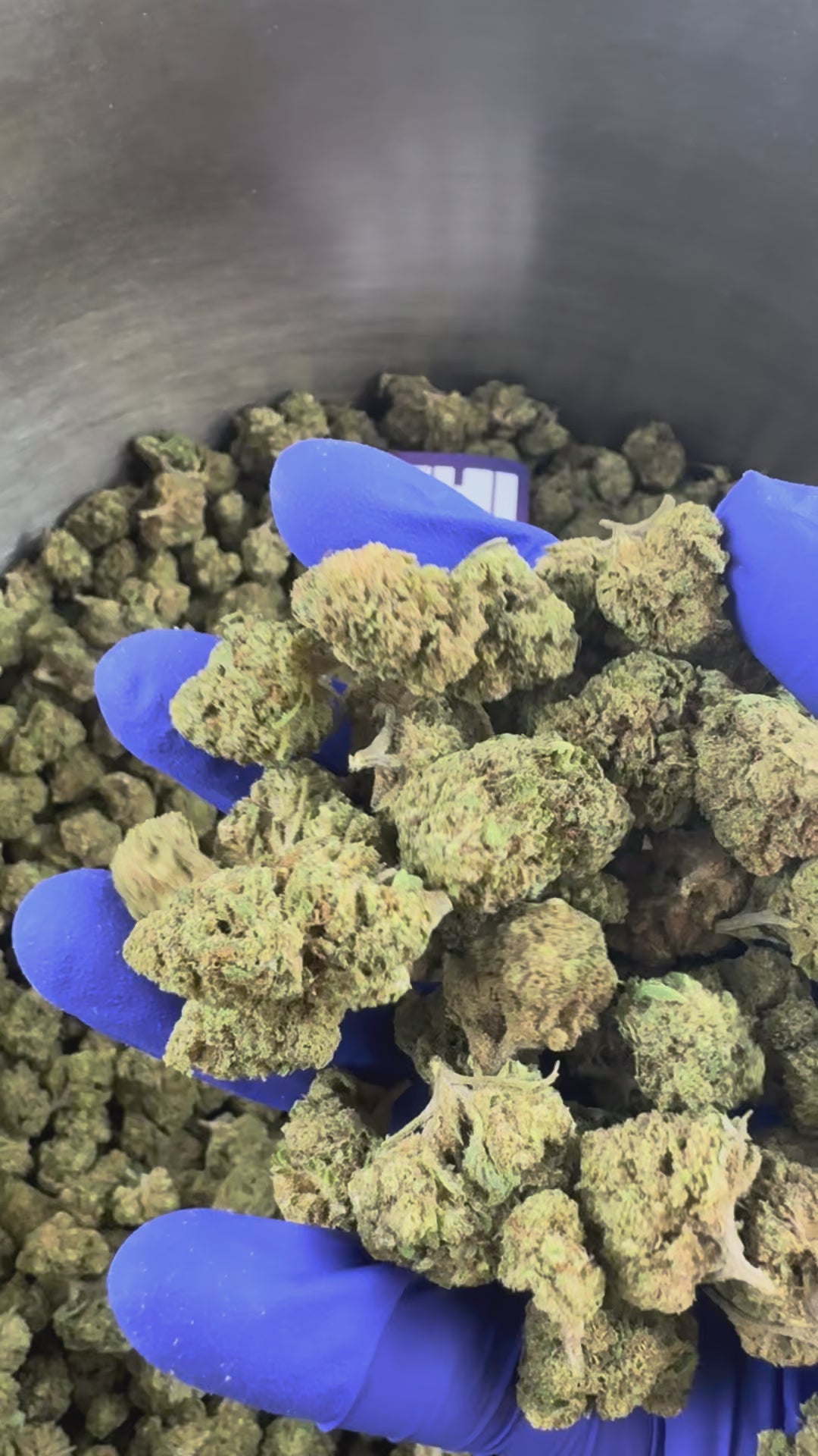 Načíst video: Small buds Critical – hybrid — představovací video