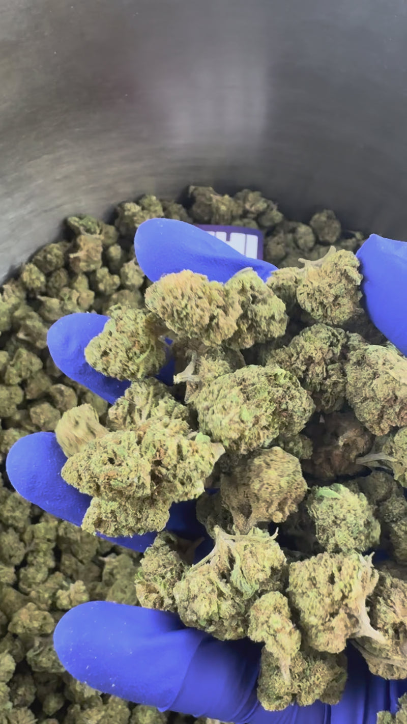 Small Buds Critical – hybrid — prezentační video