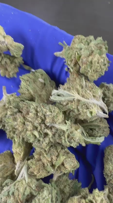 Spela upp videon: Presentationsvideo för Small Buds från Candy Rain Hybrid USA