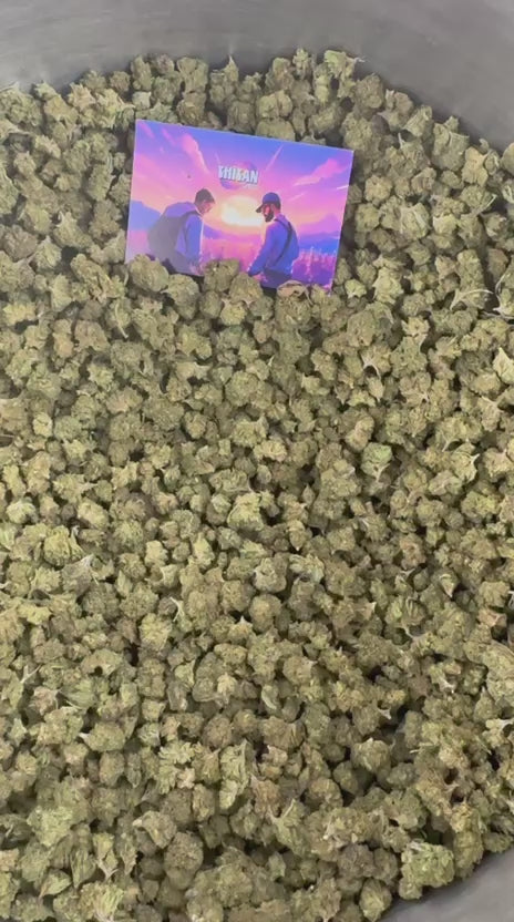 Spela upp videon: Presentationsvideo för Small Buds från Royal OG Hybrid USA