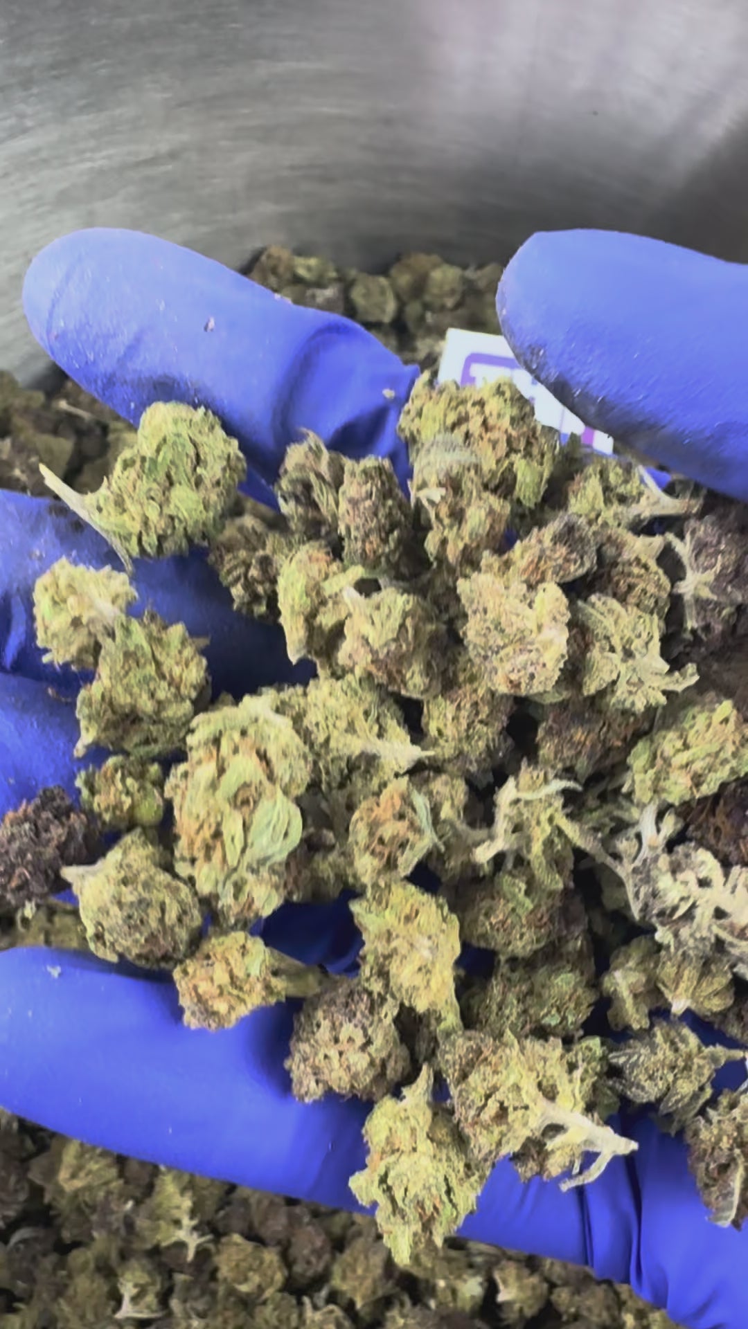 Charger la vidéo: Vidéo de présentation des Small Buds de Lemon OG Hybride USA