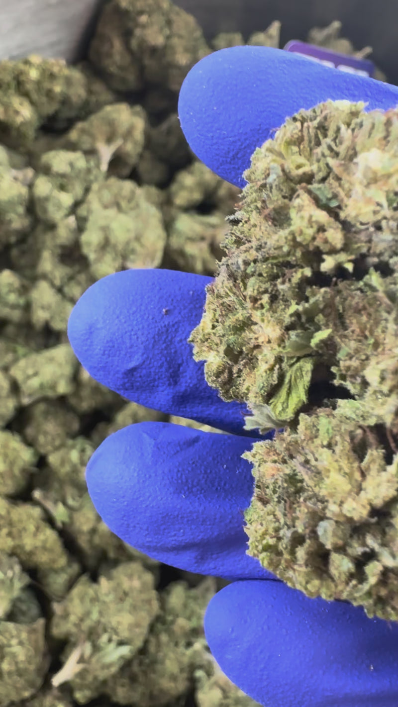 Critical – Hybride USA — film promocyjny