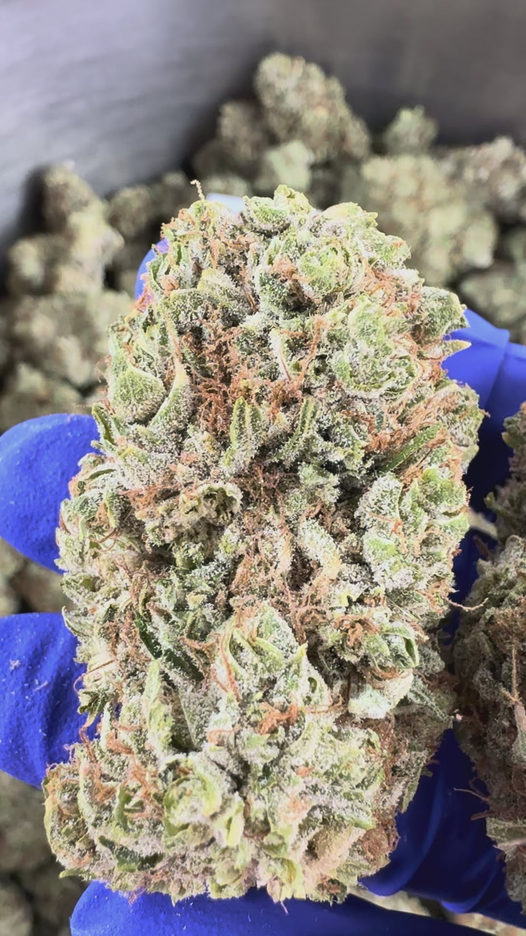 Load video: Sunset Sherbert CBD - Indoor — promotional video