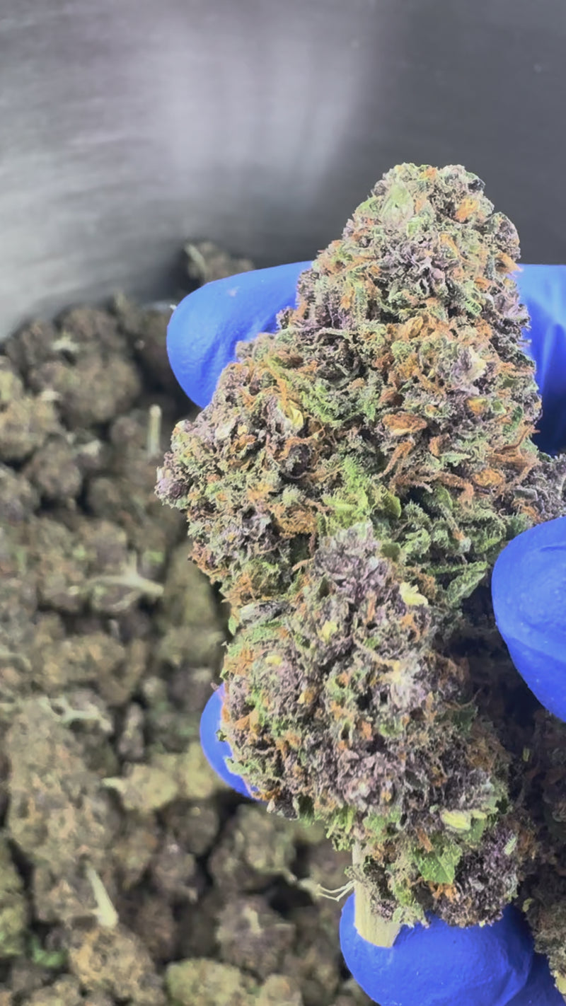 Rocket Sauce - Indoor Elite USA — vidéo de présentation