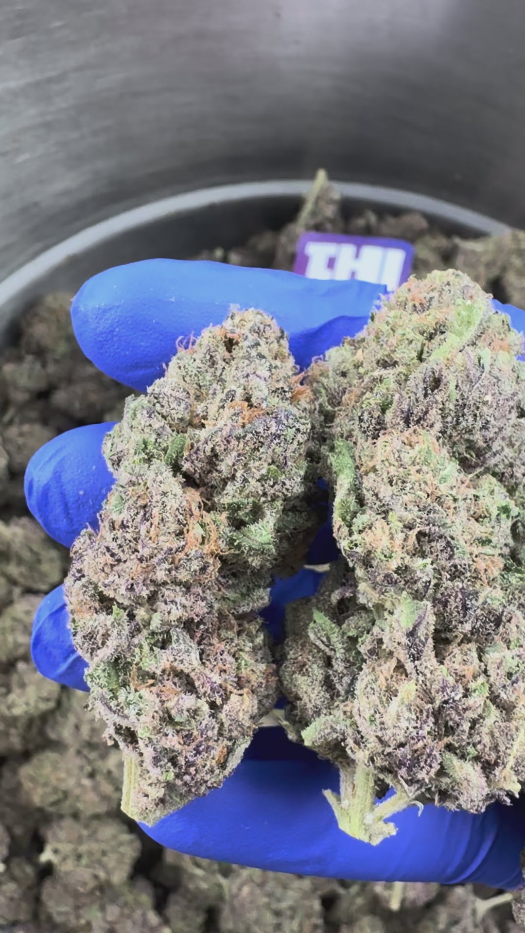 Video laden: Jelly Cream – Indoor Elite USA – Präsentationsvideo