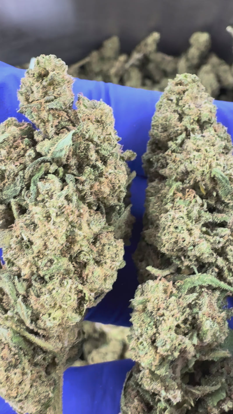 Super Skunk - Greenhouse — vídeo de apresentação