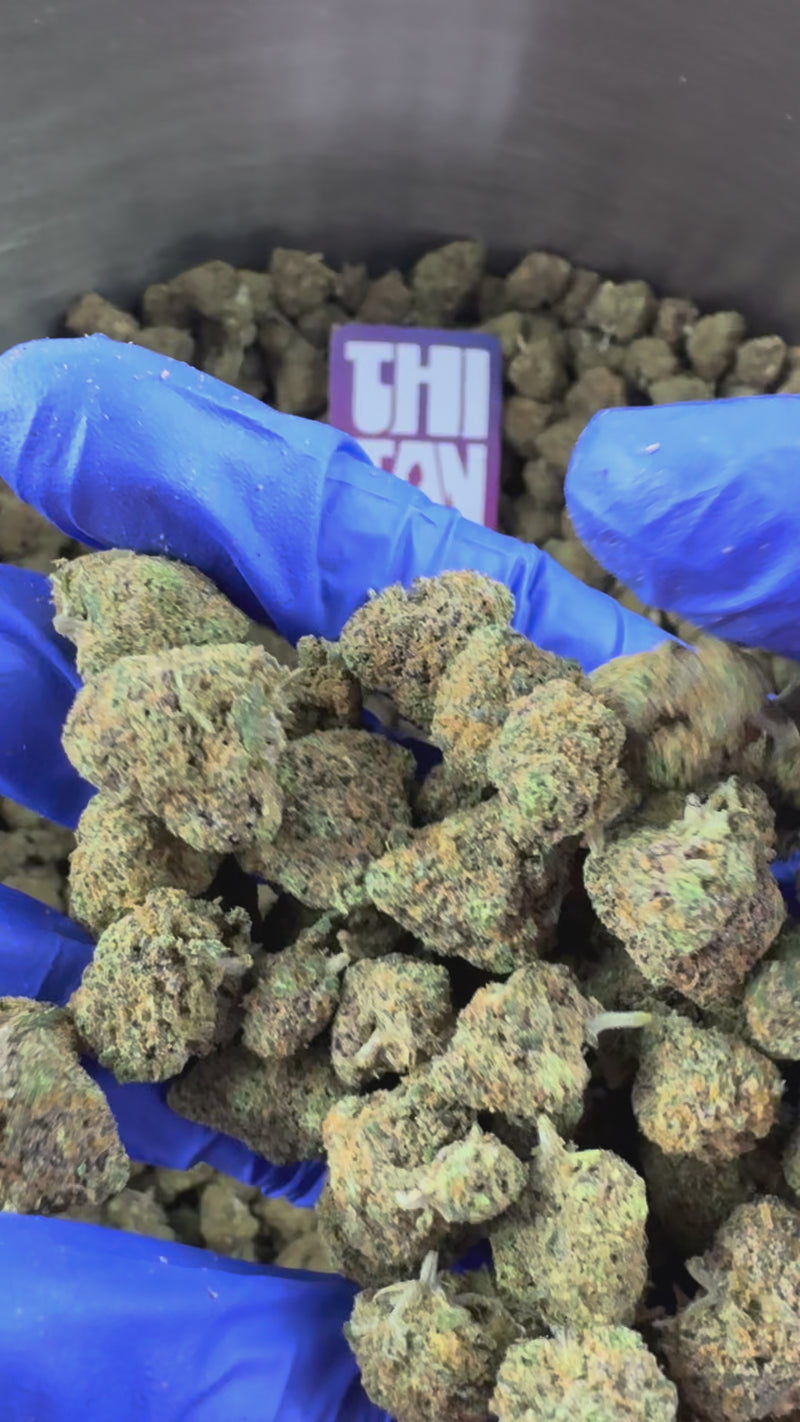 Medium buds Purple Gaz - Indoor — vidéo de présentation