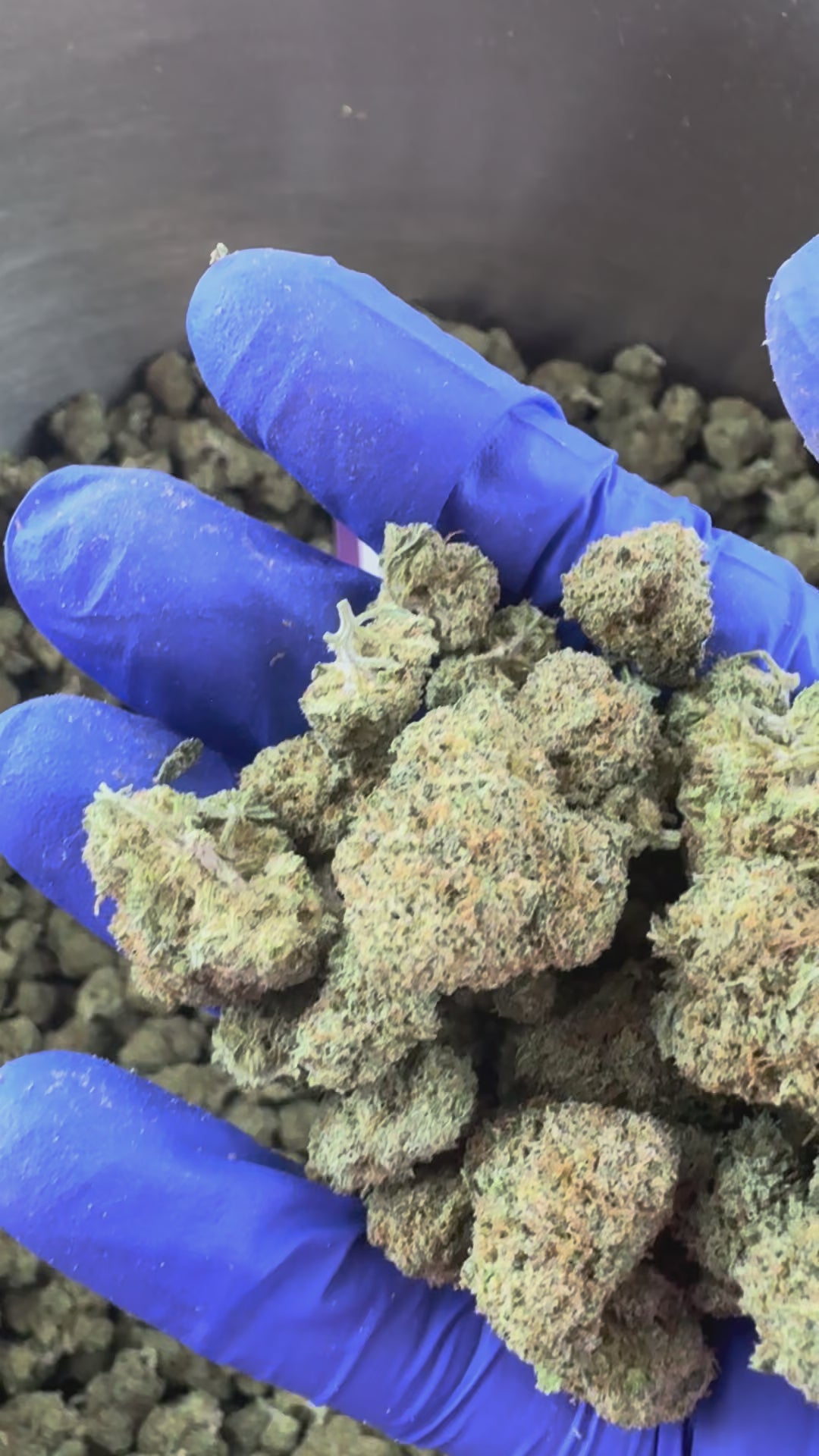 Obejrzyj film: Medium buds Plutonium – uprawa w pomieszczeniu — film prezentacyjny