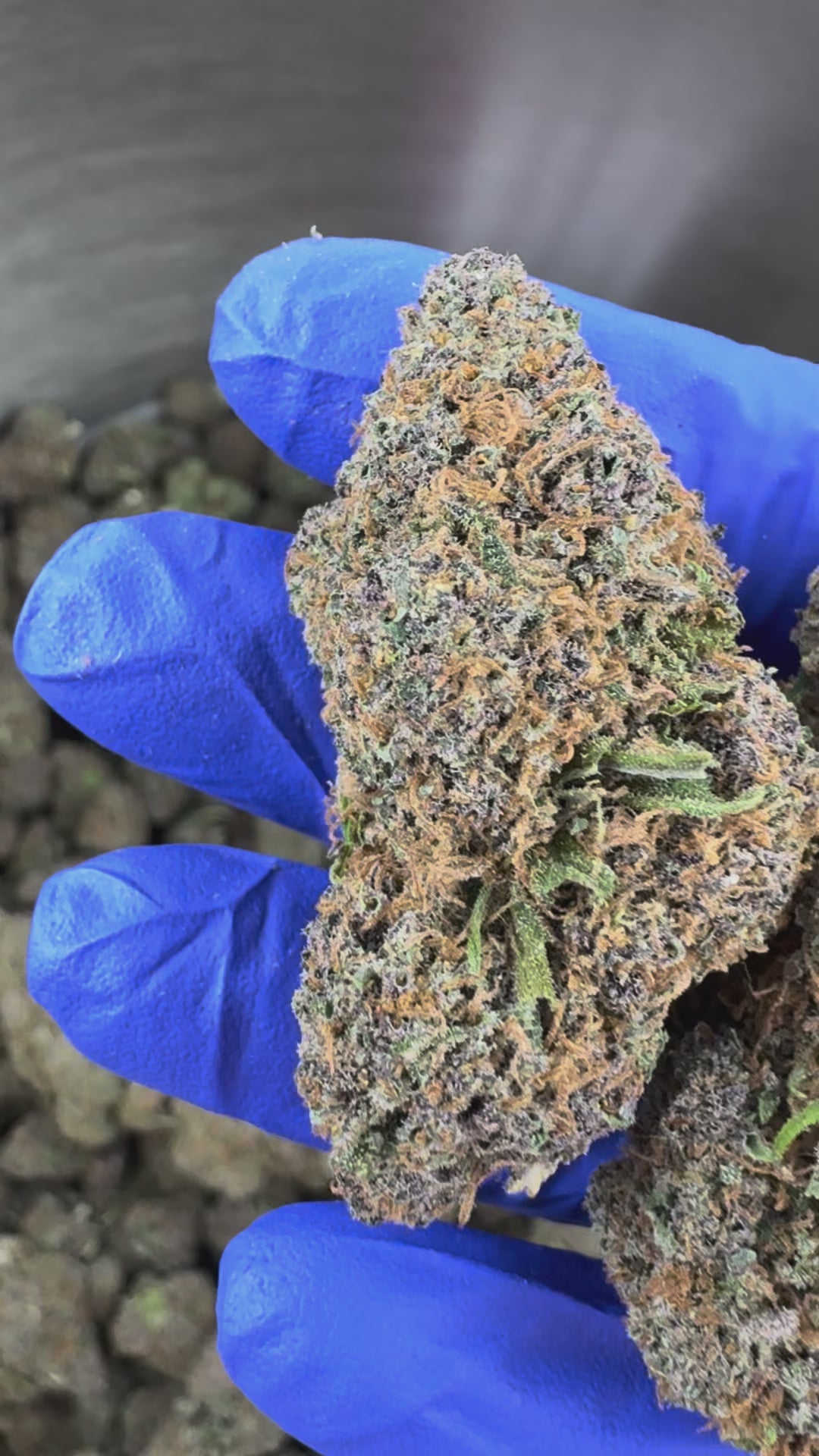 Charger la vidéo: Glazzy Grape - Indoor Elite USA — vidéo de présentation