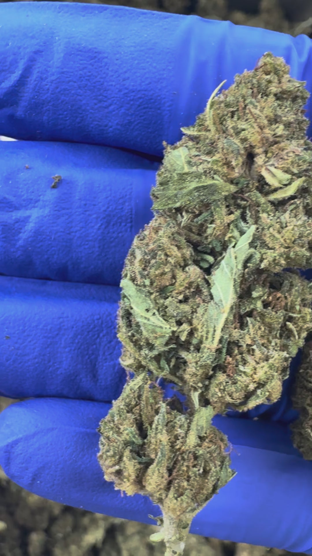 Obejrzyj film: Super Skunk – Greenhouse — film promocyjny