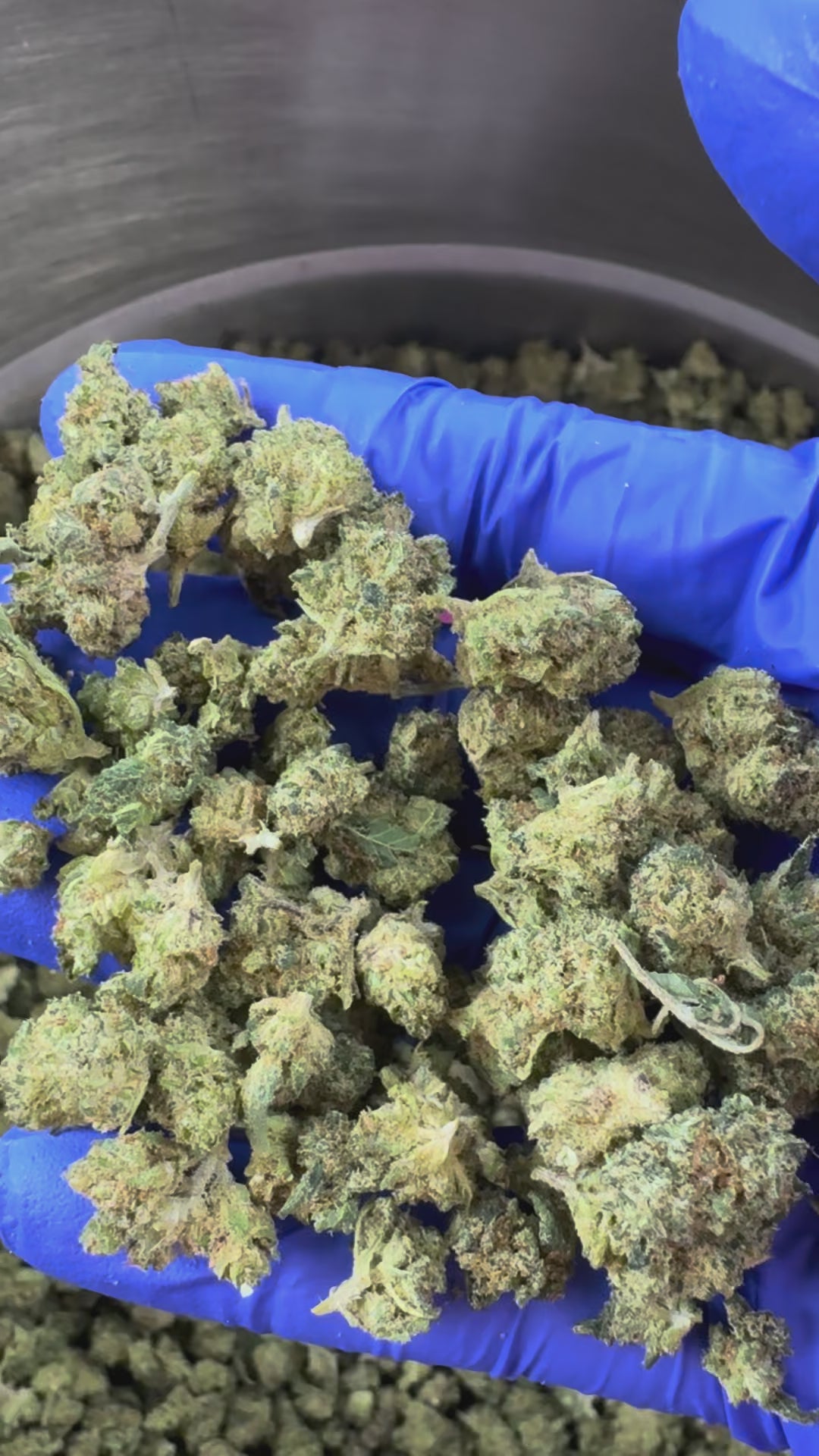 Načíst video: Small Buds Lemon Garlic – Indoor Elite USA — prezentační video