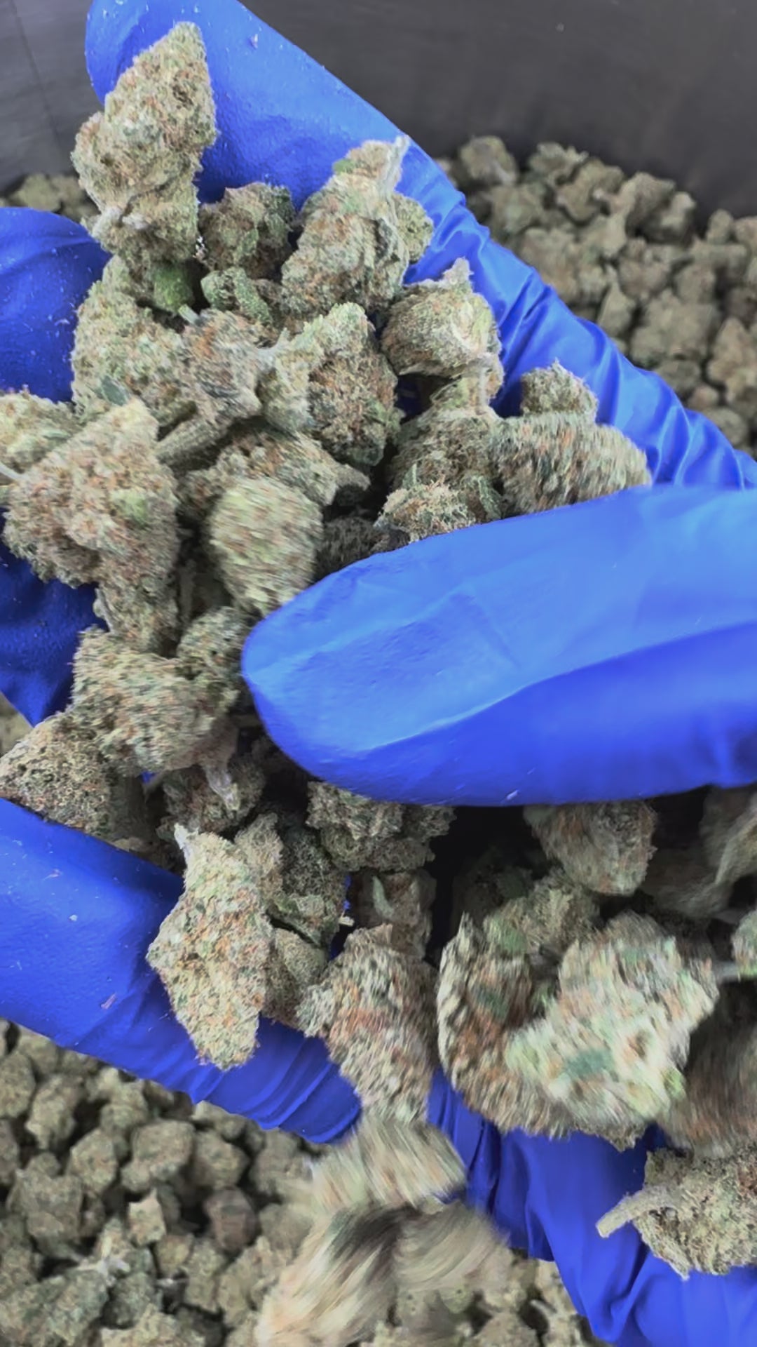 Načíst video: Small buds Lemon Popperz – Indoor — prezentační video