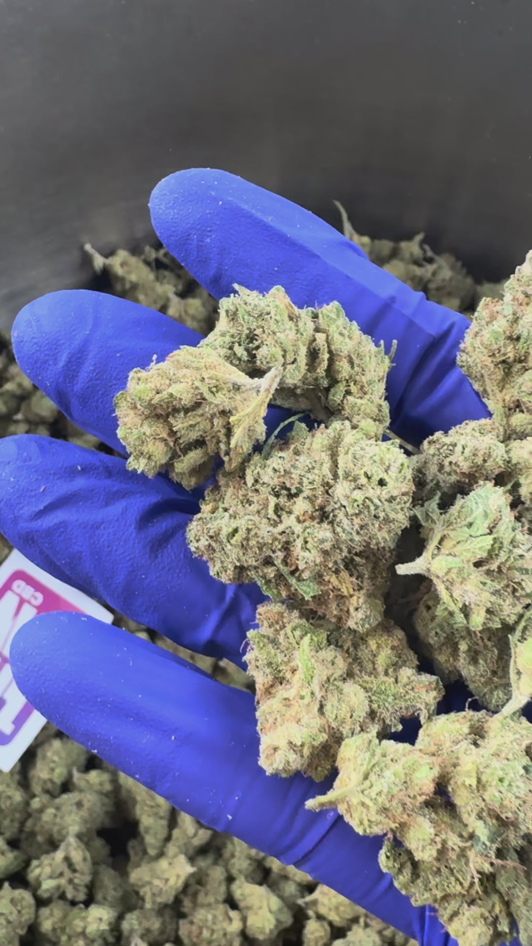 Načíst video: Medium buds Gushers V+ – Indoor — prezentační video