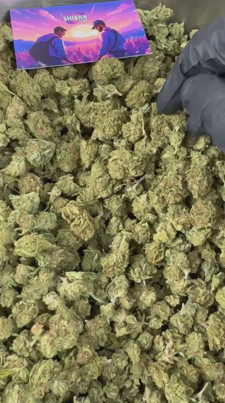 Spela upp videon: Presentationsvideo av Amnesia Core Cut Hybrid USA Small Buds