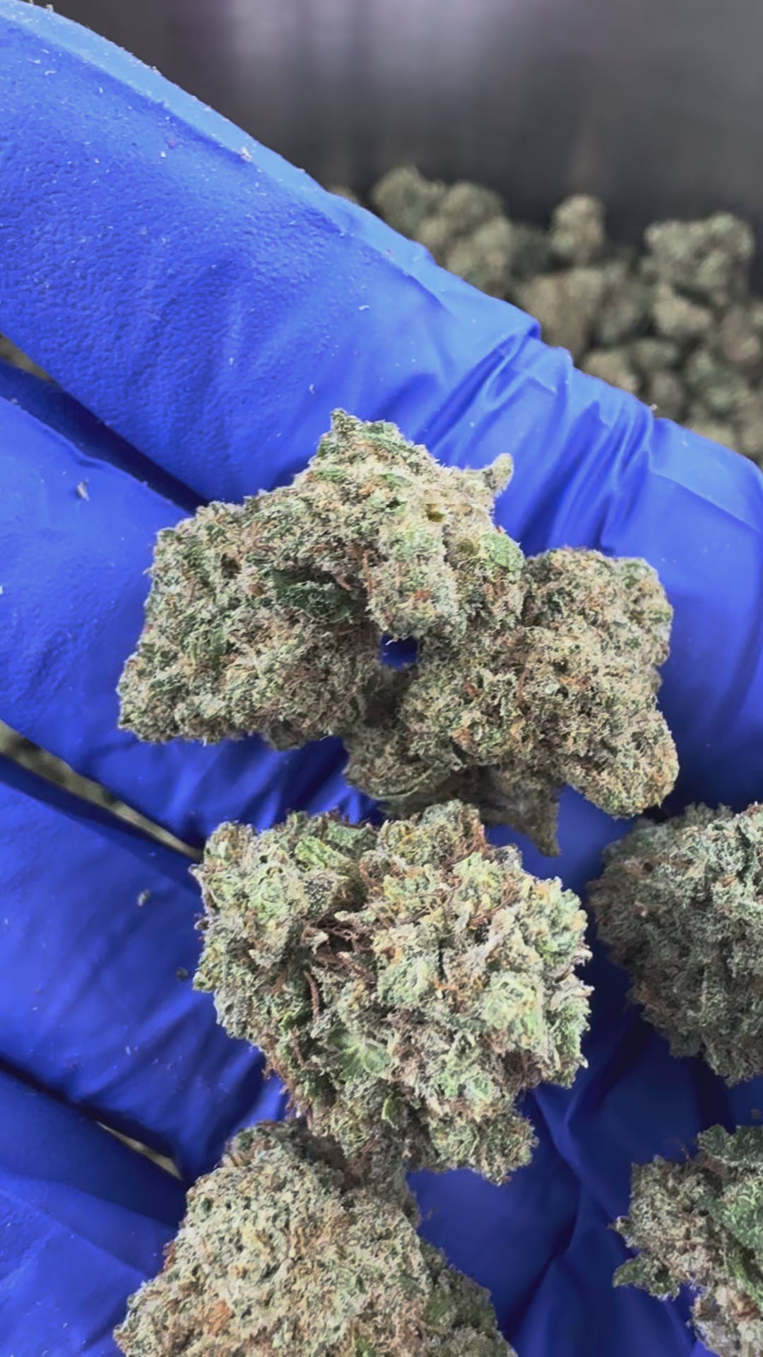 Načíst video: Medium buds Guava Kush – Indoor — prezentační video