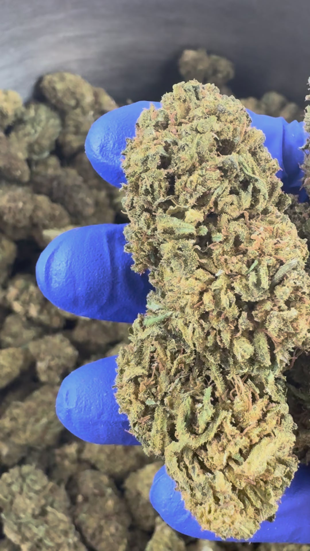 Afspil videoen: Amnesia Core Cut – Hybrid USA — præsentationsvideo