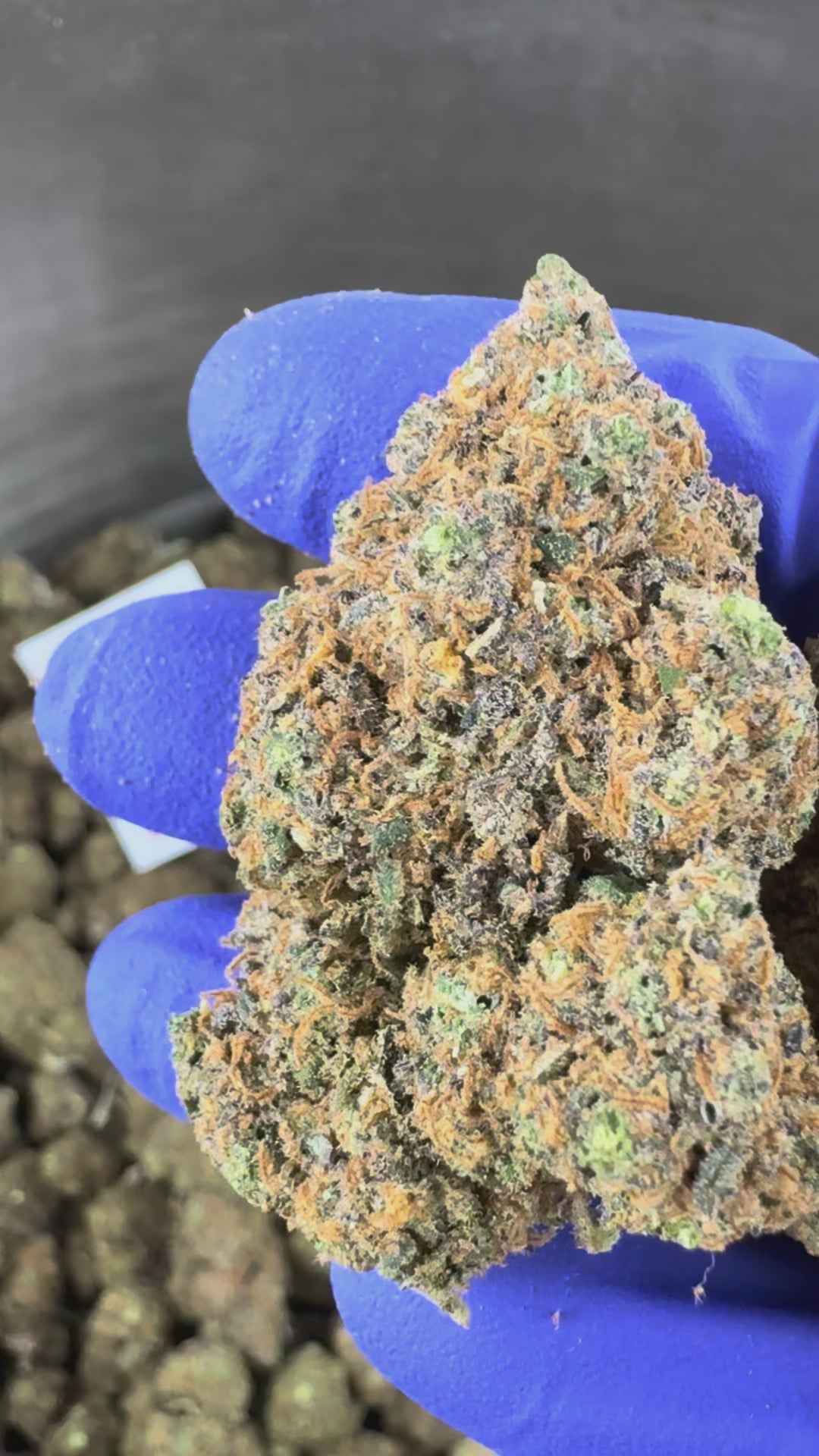 Watch the video: Purple Gaz CBD Indoor product video