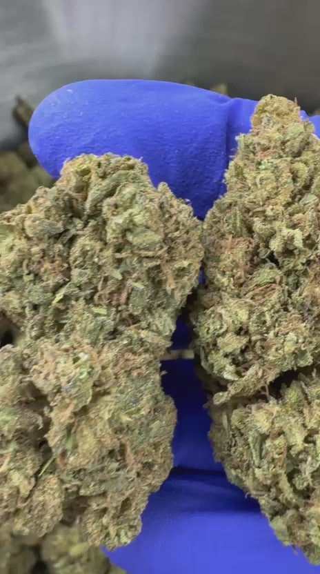 Charger la vidéo: Vidéo de présentation de l'OG Kush Hybride USA
