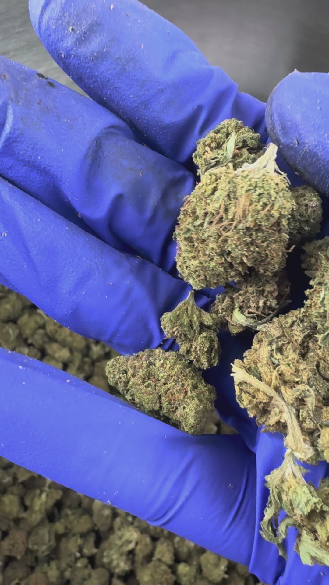 Charger la vidéo: Vidéo de présentation de l'OG Kush Hybride USA