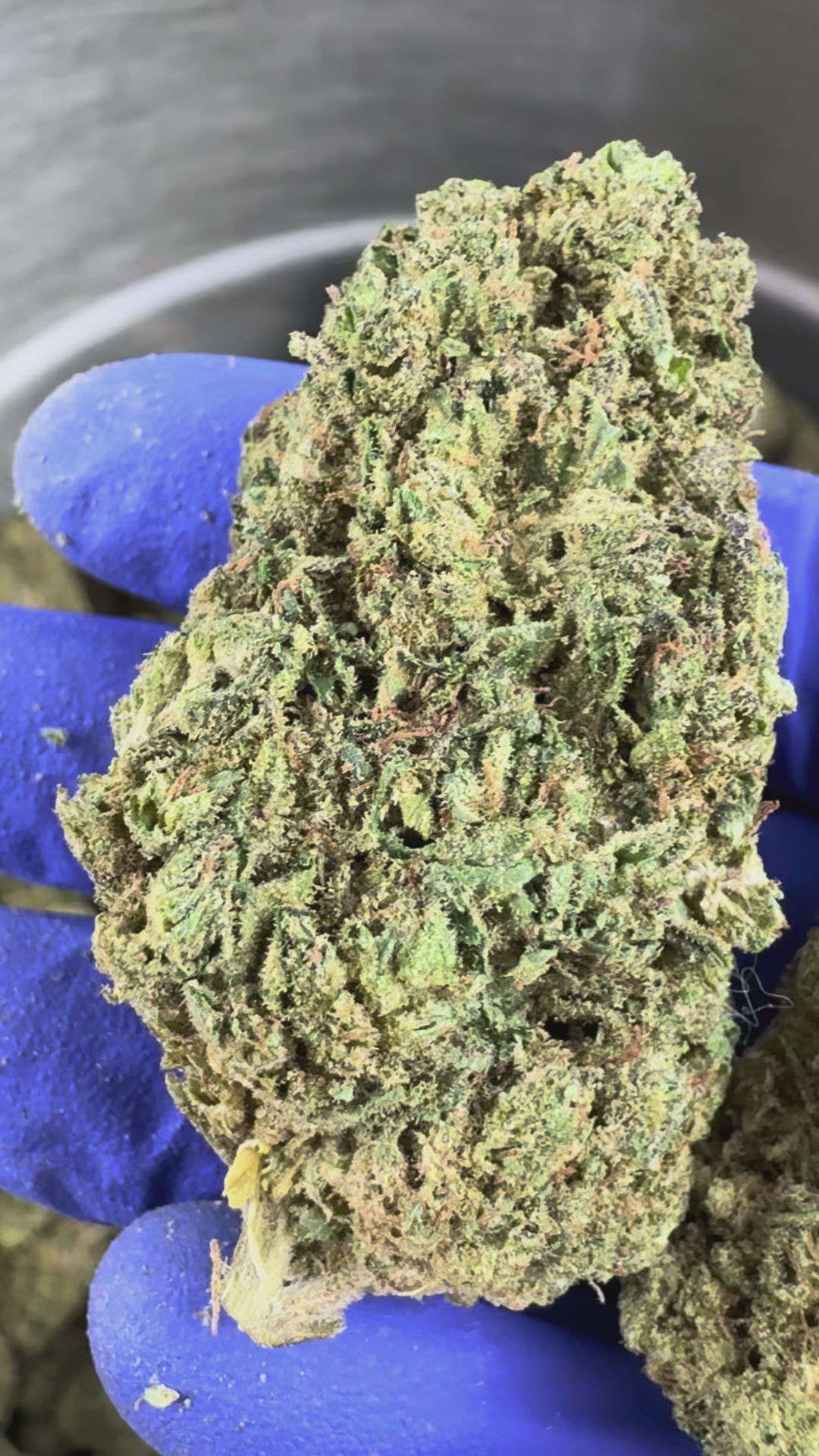 Load video: Candy Rain Hybrid presentation video