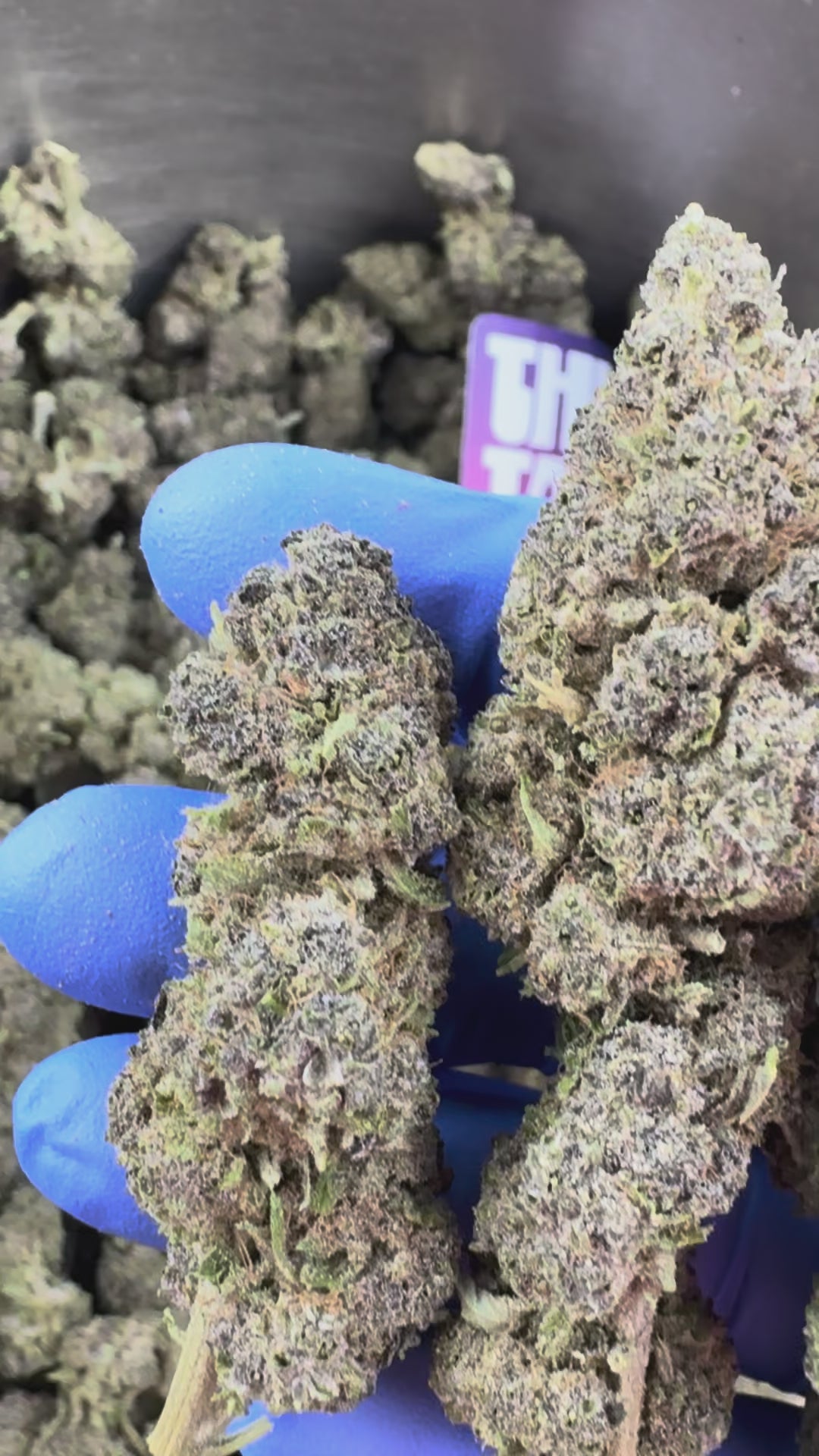 Načíst video: White Purple 0 % THC – Indoor — prezentační video