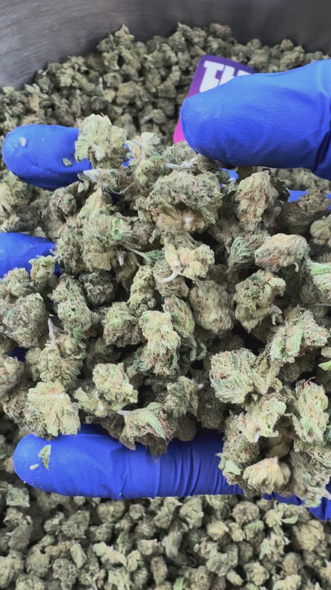 Video afspelen: Small Buds Gushers V+ - Indoor — presentatievideo