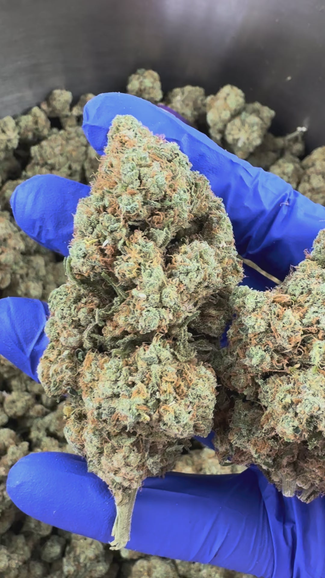 Načíst video: Amnesia JSH B1 CBD – Indoor — prezentační video