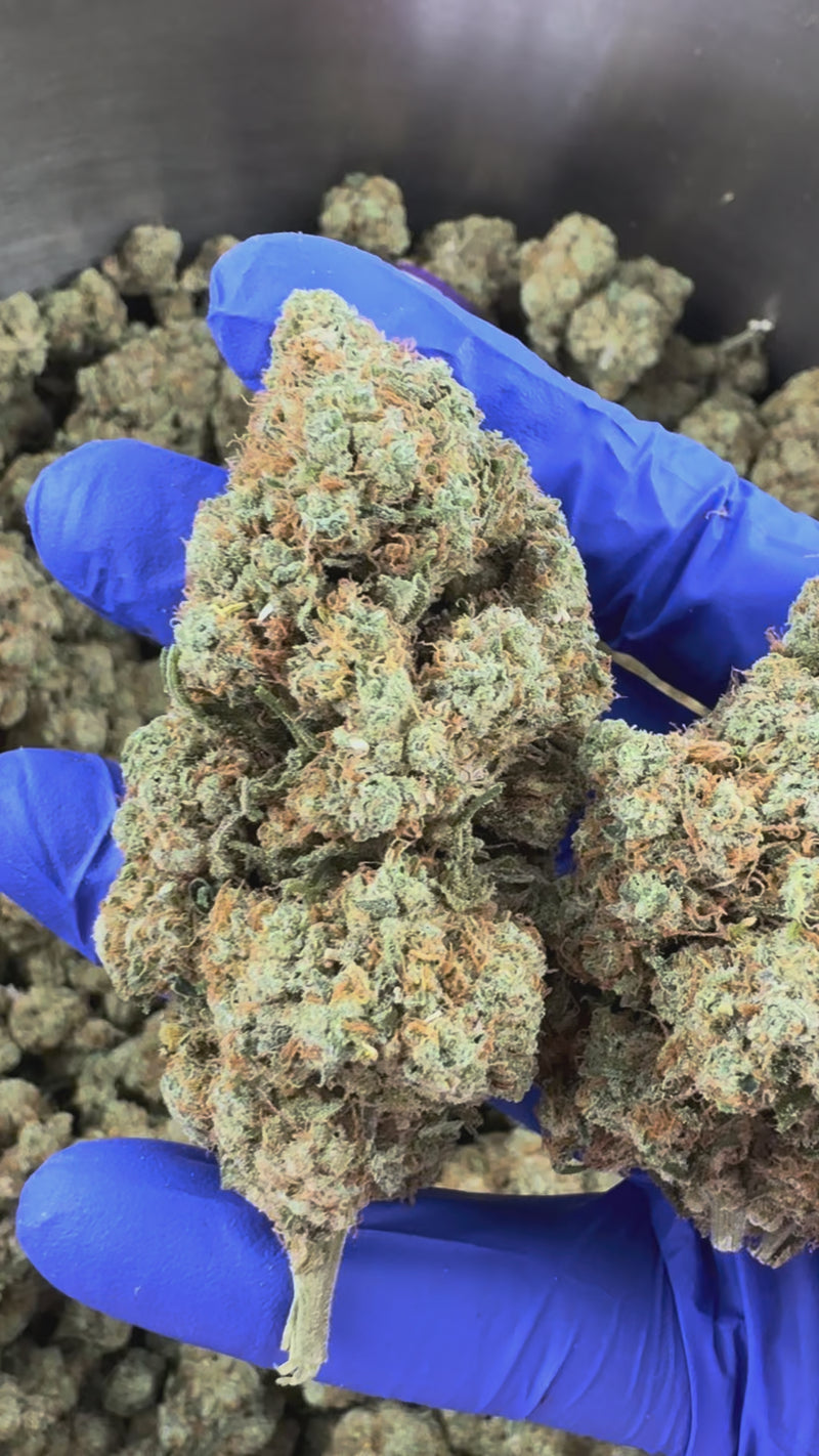 Amnesia JSH B1 CBD – pěstování v interiéru — prezentační video