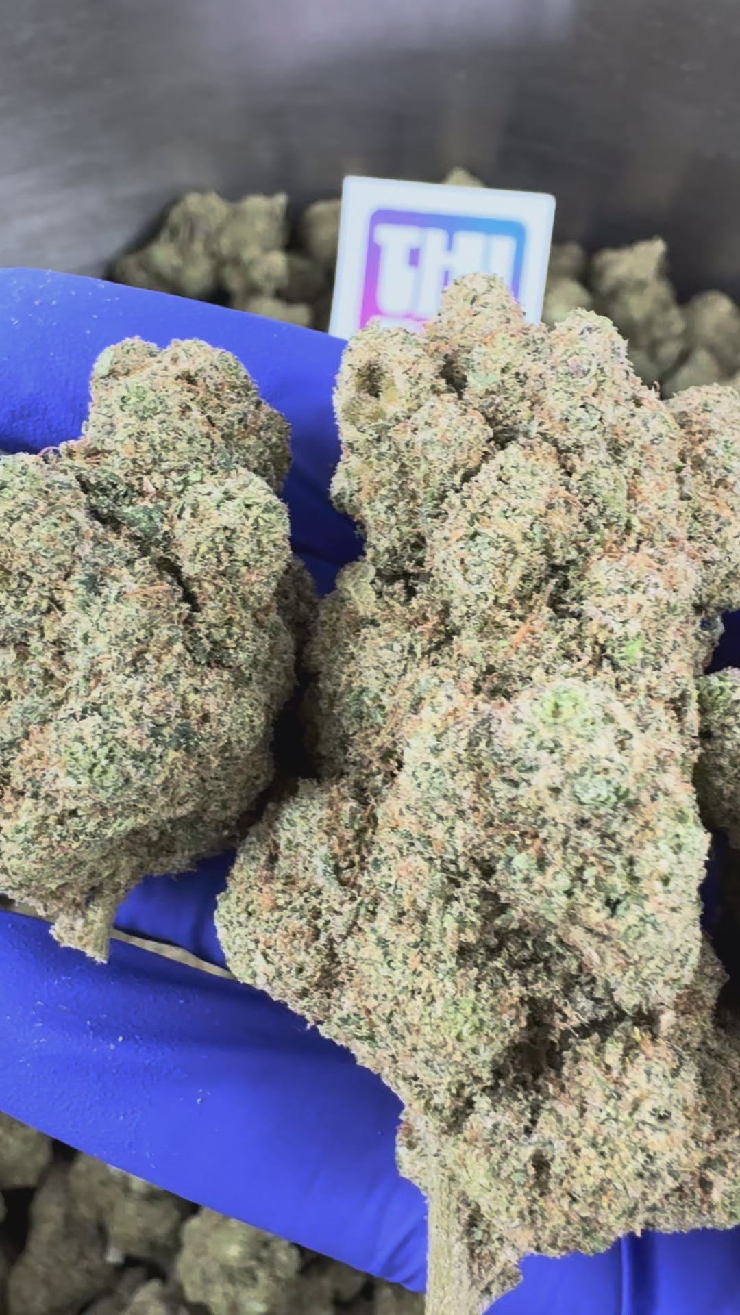 Watch the video: Introduction to Watermelon Hydroponique Cali CBD