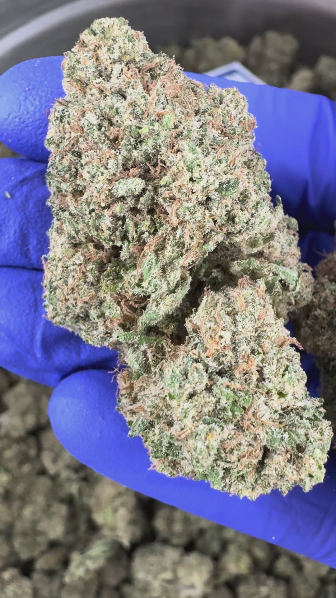 Charger la vidéo: Vidéo de présentation de la Guava CBD Indoor