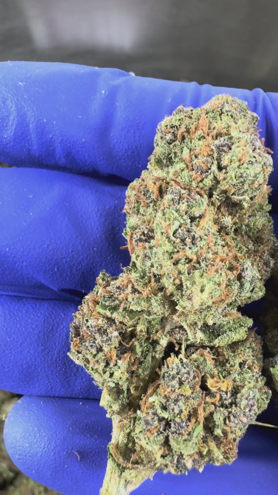Charger la vidéo: Vidéo de présentation de la Purple Meringue Glasshouse CBD