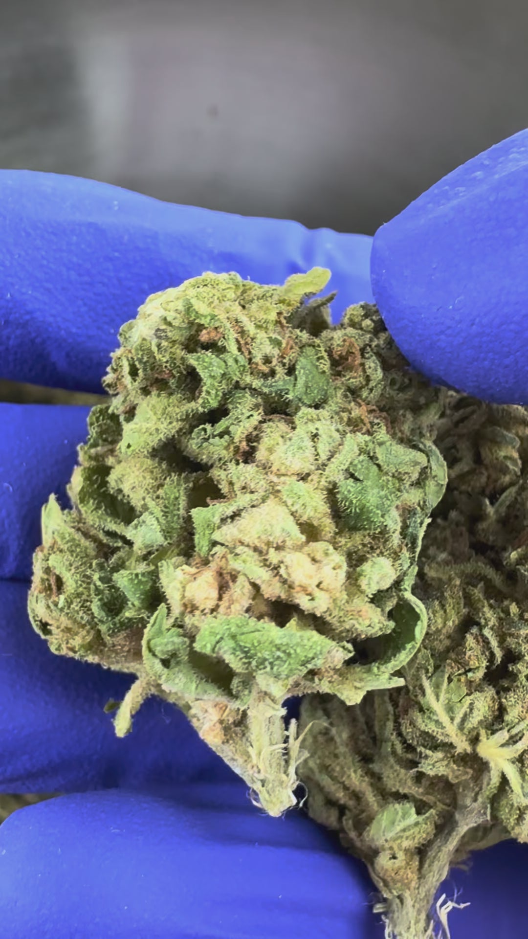 Load video: Video presentation of the Ice-O-Lator 40% CBD