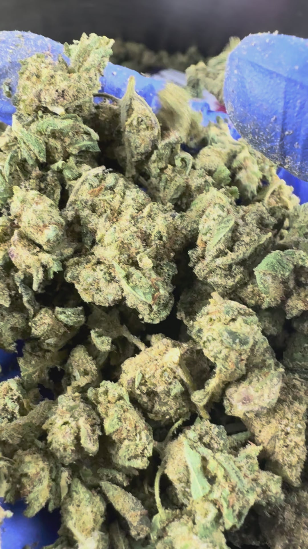 Carregar o vídeo: Small buds Payton Strawberry - Indoor Elite USA — vídeo de apresentação