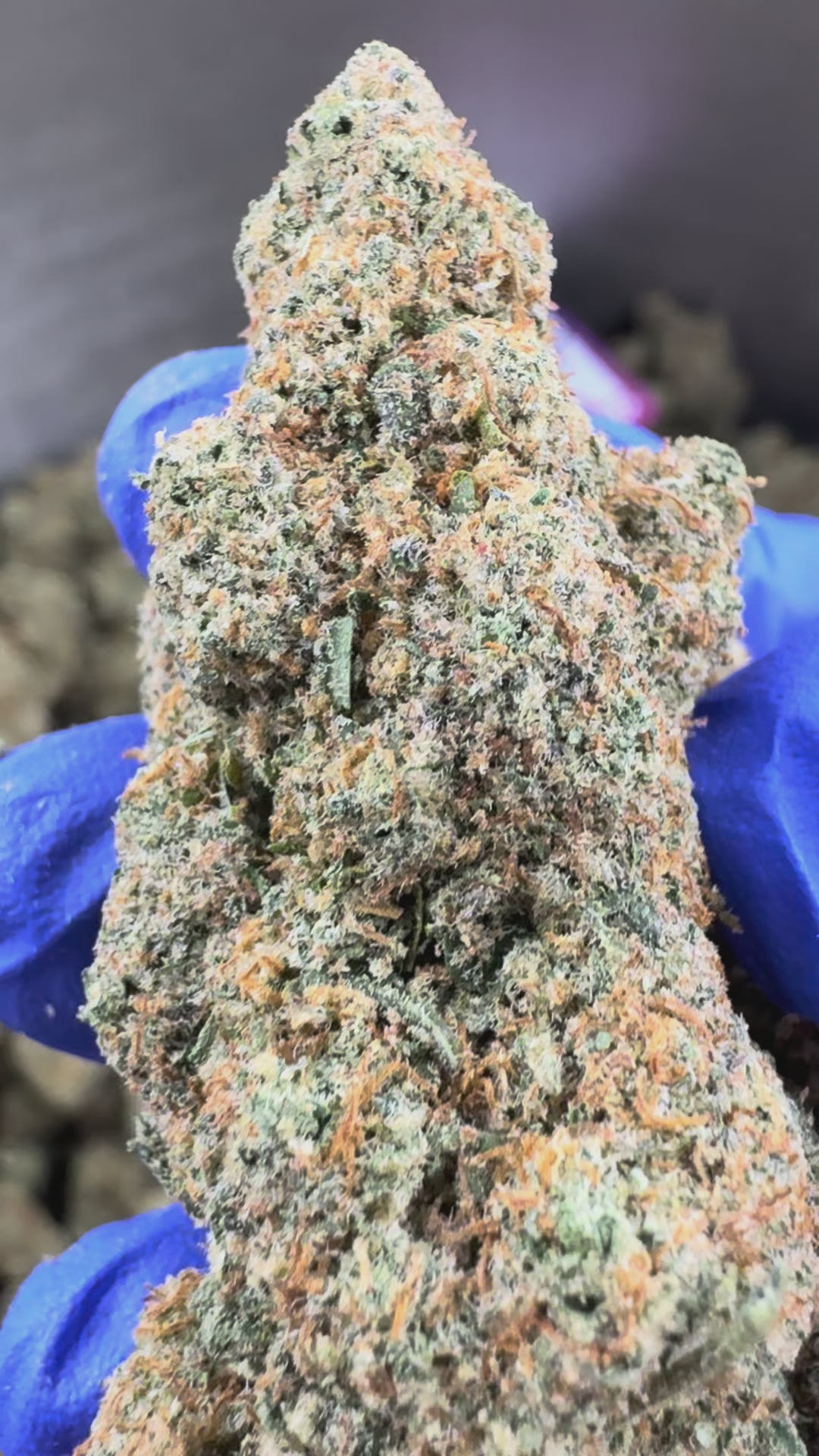 Load the video: Lemon Popperz CBD - Indoor — promotional video