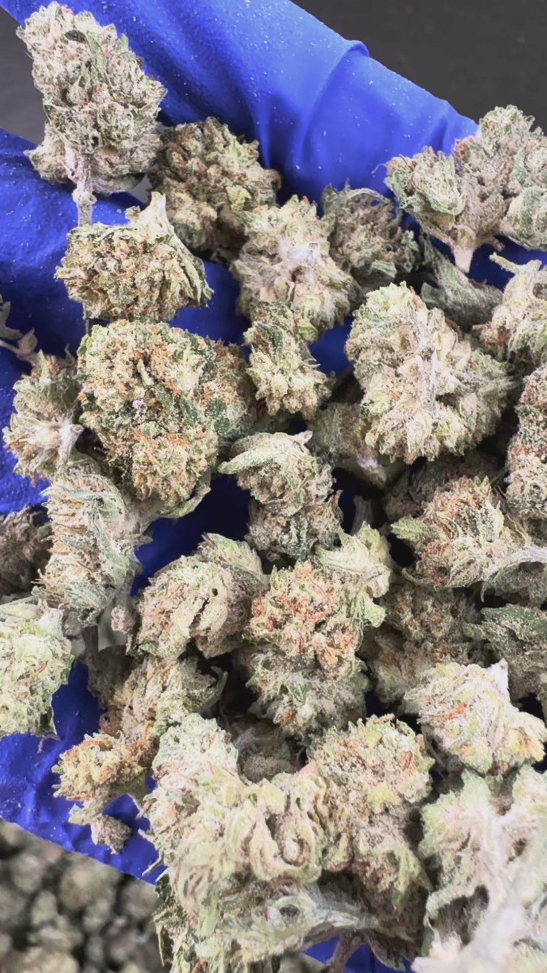 Carregar o vídeo: Vídeo de apresentação dos Small Buds da White CBG Hybride USA