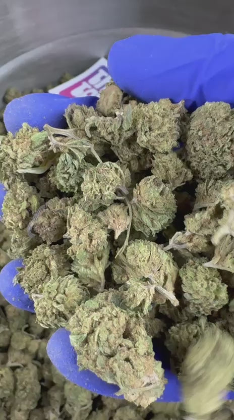 Spela upp videon: Presentationsvideo för Small Buds från Critical Hybride USA