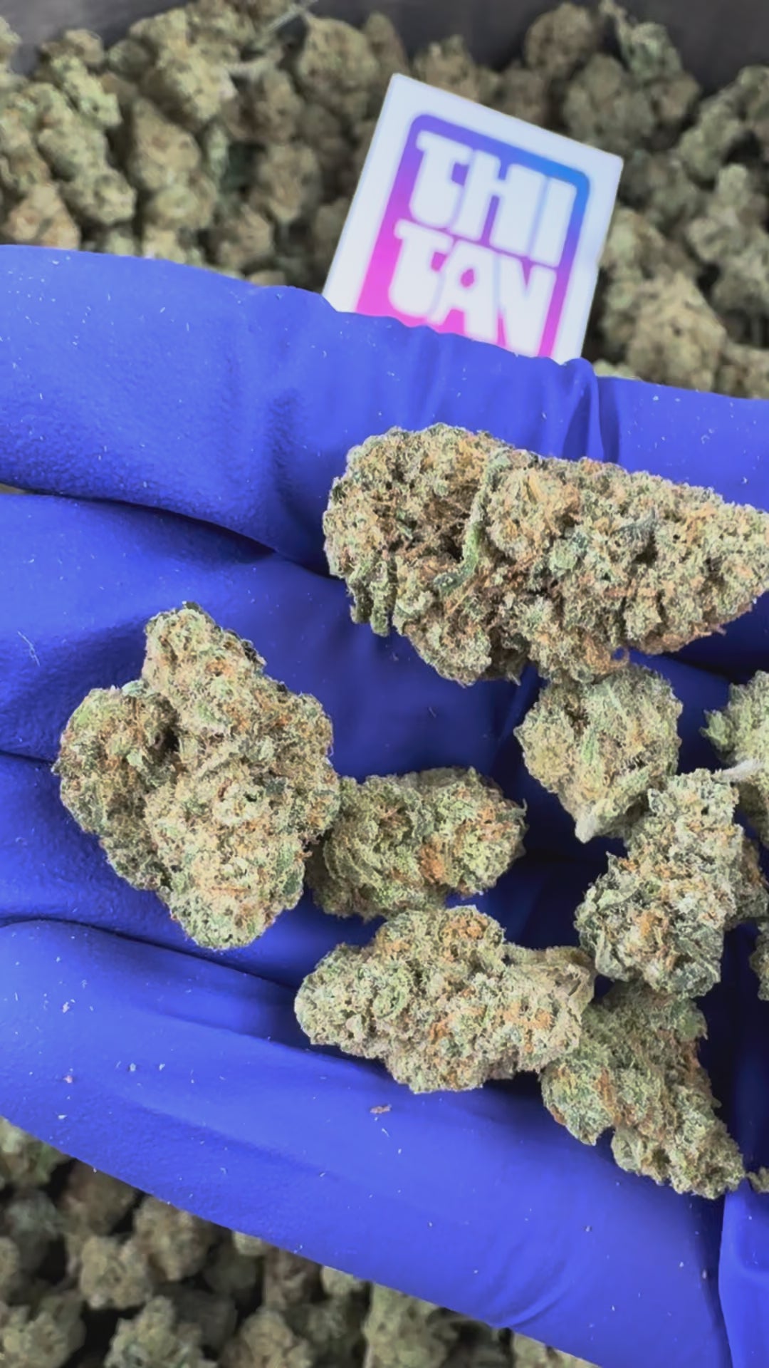 Load video: Medium Buds Amnesia JSH - Indoor — promotional video