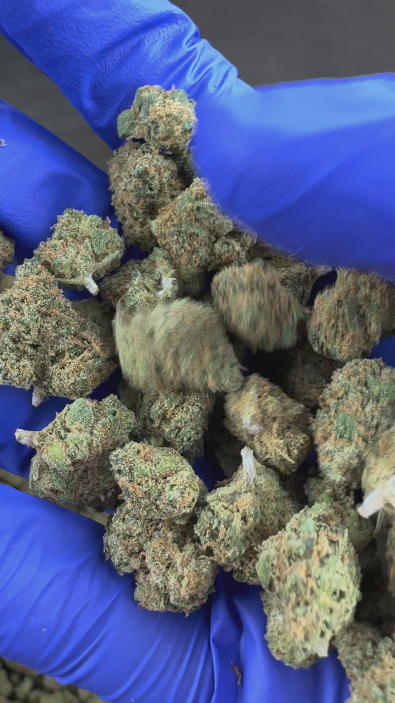 Malé palice Orange Bud – pěstování v interiéru — prezentační video
