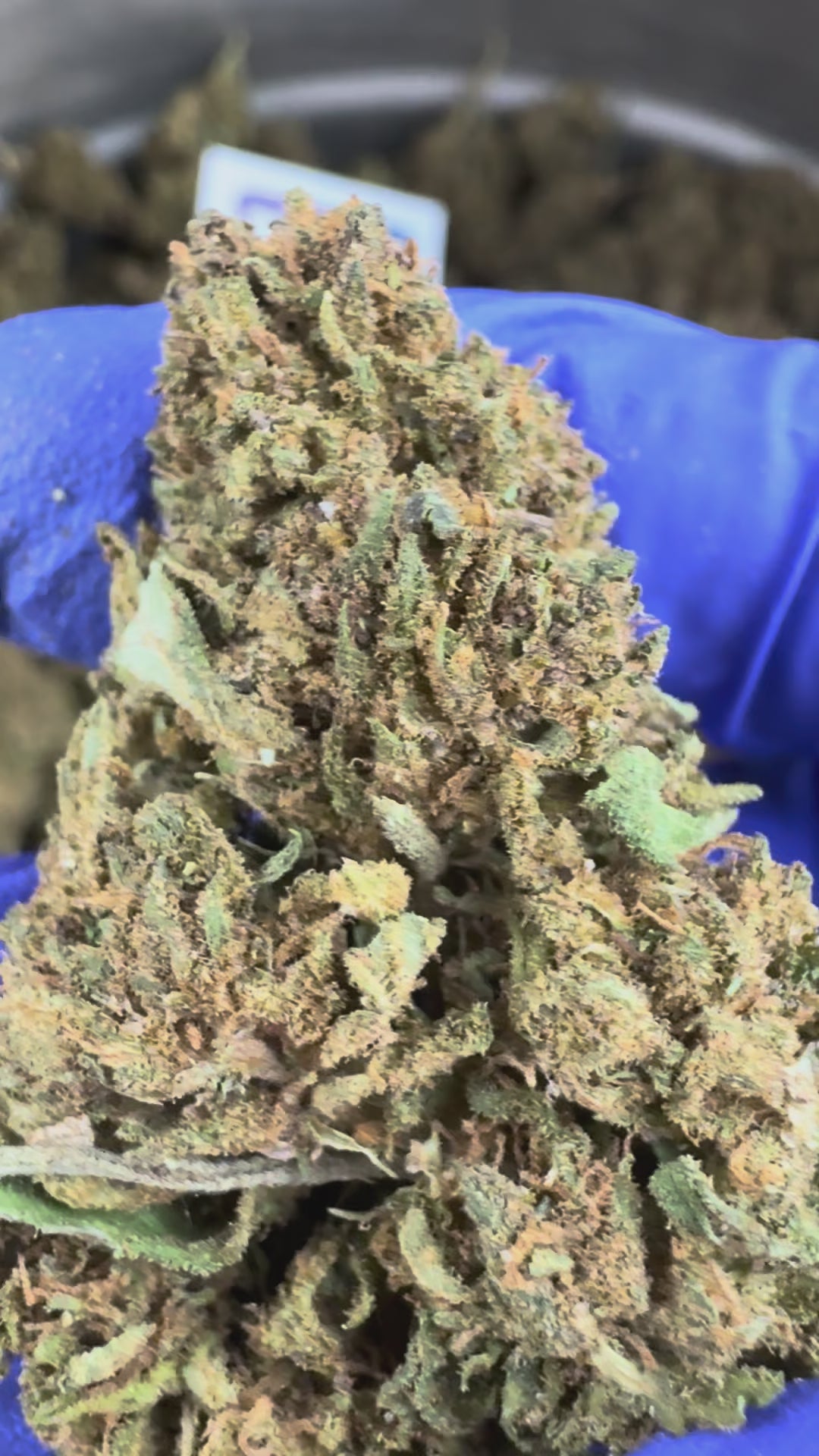 Charger la vidéo: Vidéo de présentation de la Diamond Grappe CBD Greenhouse