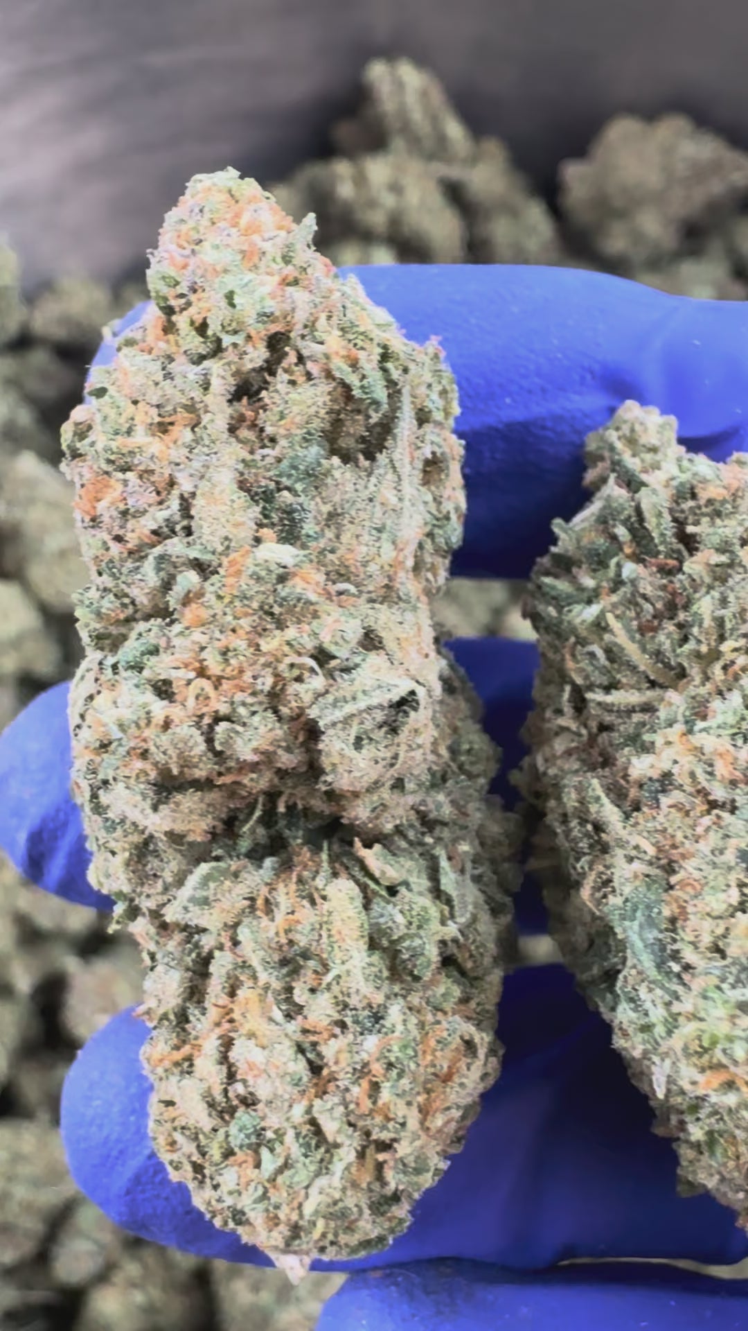 Charger la vidéo: Vidéo de présentation du Ice-O-Lator 40% CBD