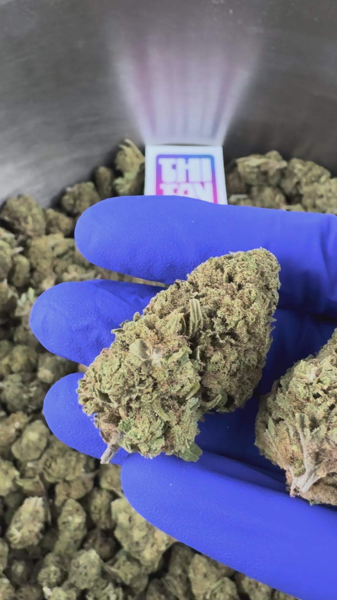 Carregar o vídeo: Vídeo de apresentação da Bubblegum CBD Greenhouse