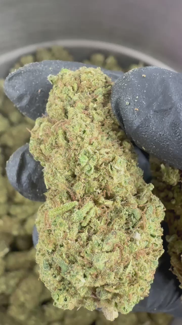 Watch the video: Introductory video for the Amnesia Core Cut Hybrid CBD