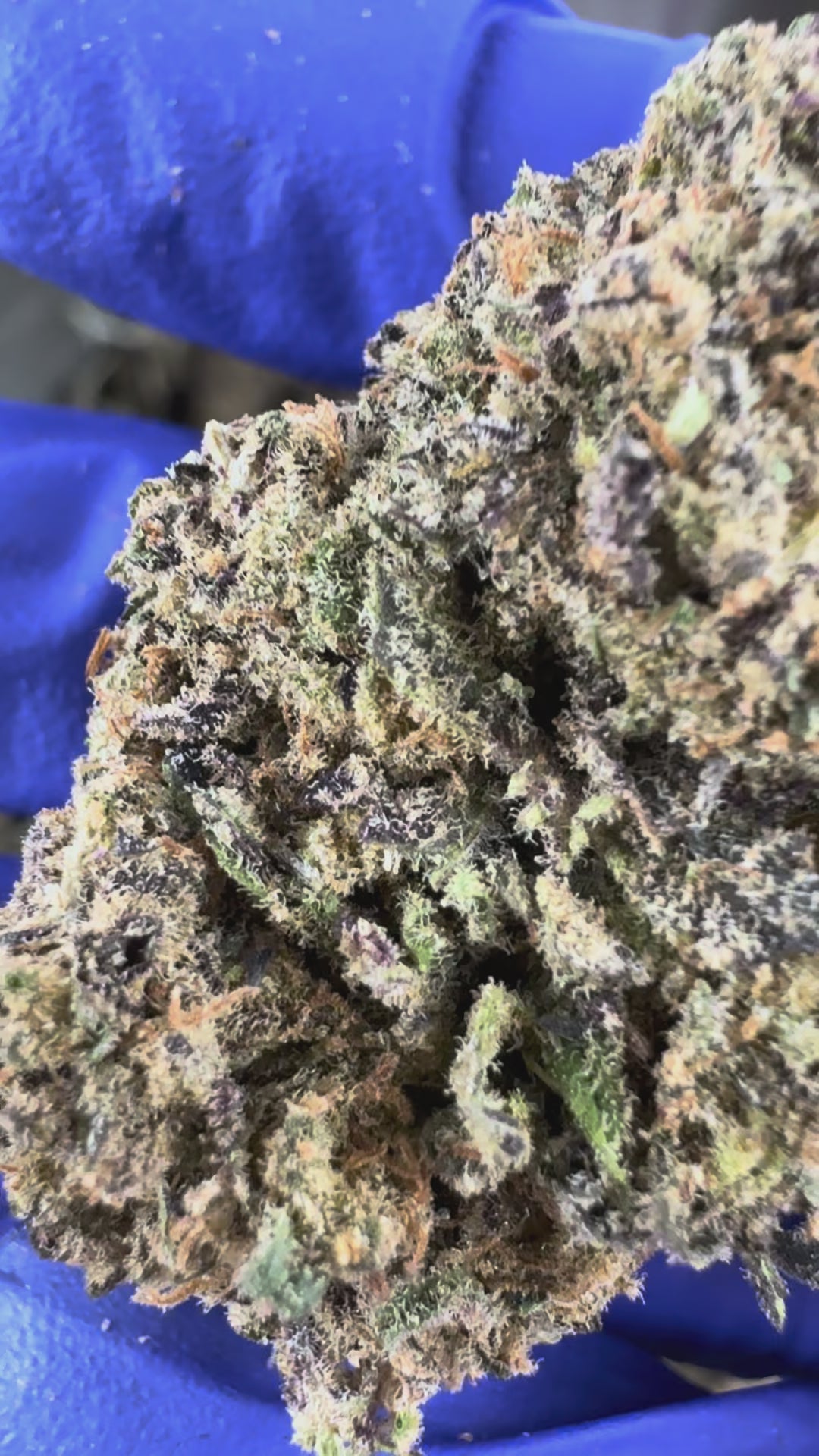 Charger la vidéo: Vidéo de présentation de la Black Widow CBD Indoor