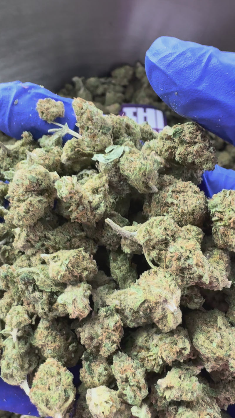 Pequenos botões de Goldbar Kush - Interior — vídeo de apresentação
