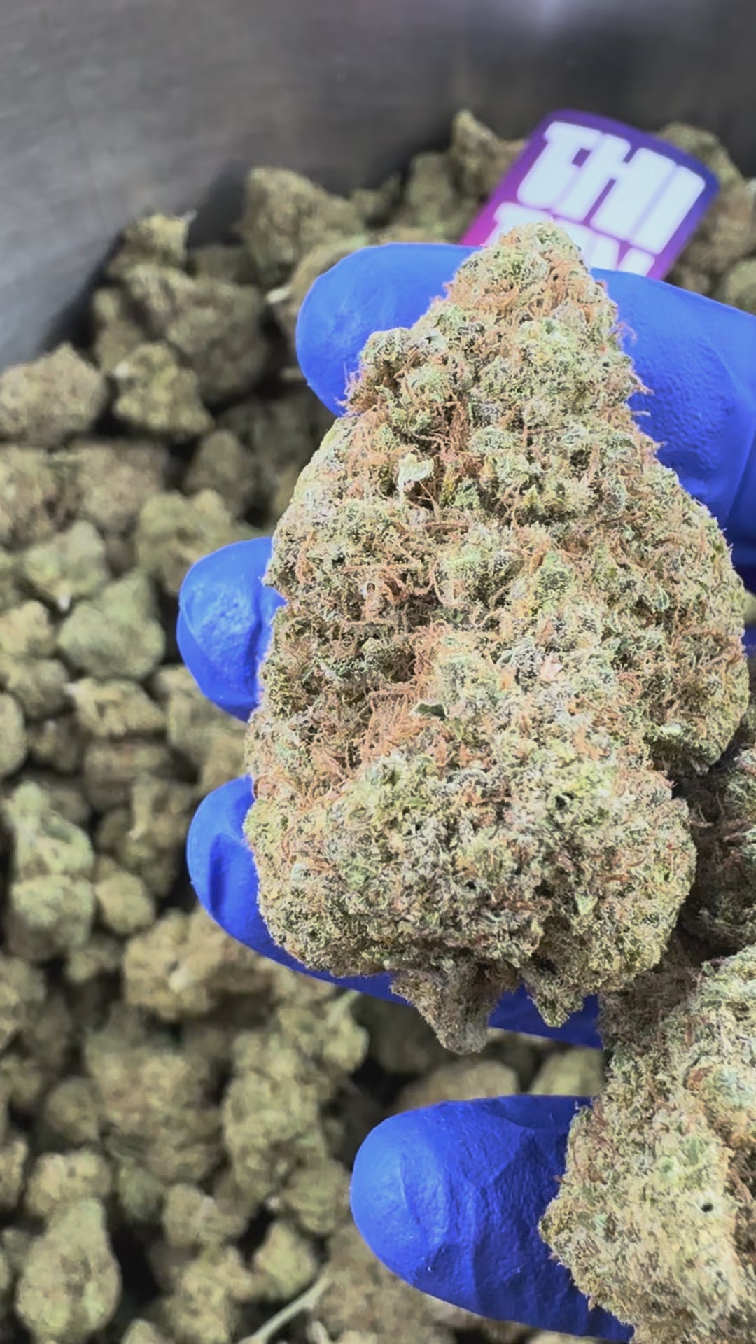 Video laden: Gushers CBD - Indoor — presentatievideo