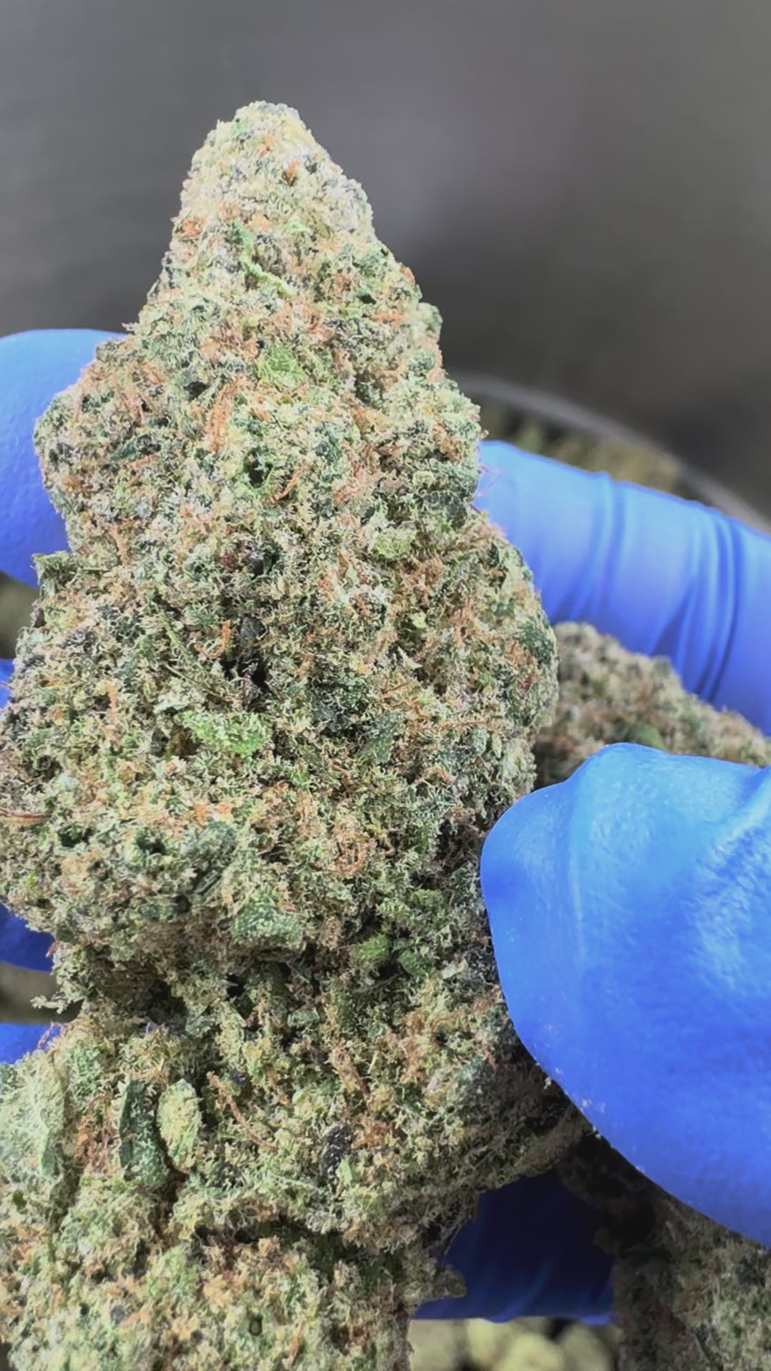 Načíst video: Apple Fritter – Indoor — prezentační video