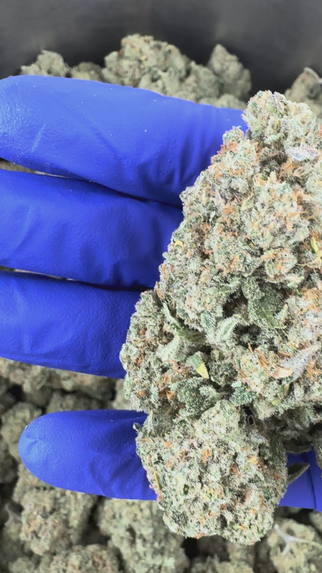 Watch the video: Introduction to Cookies and Cream CBD Indoor