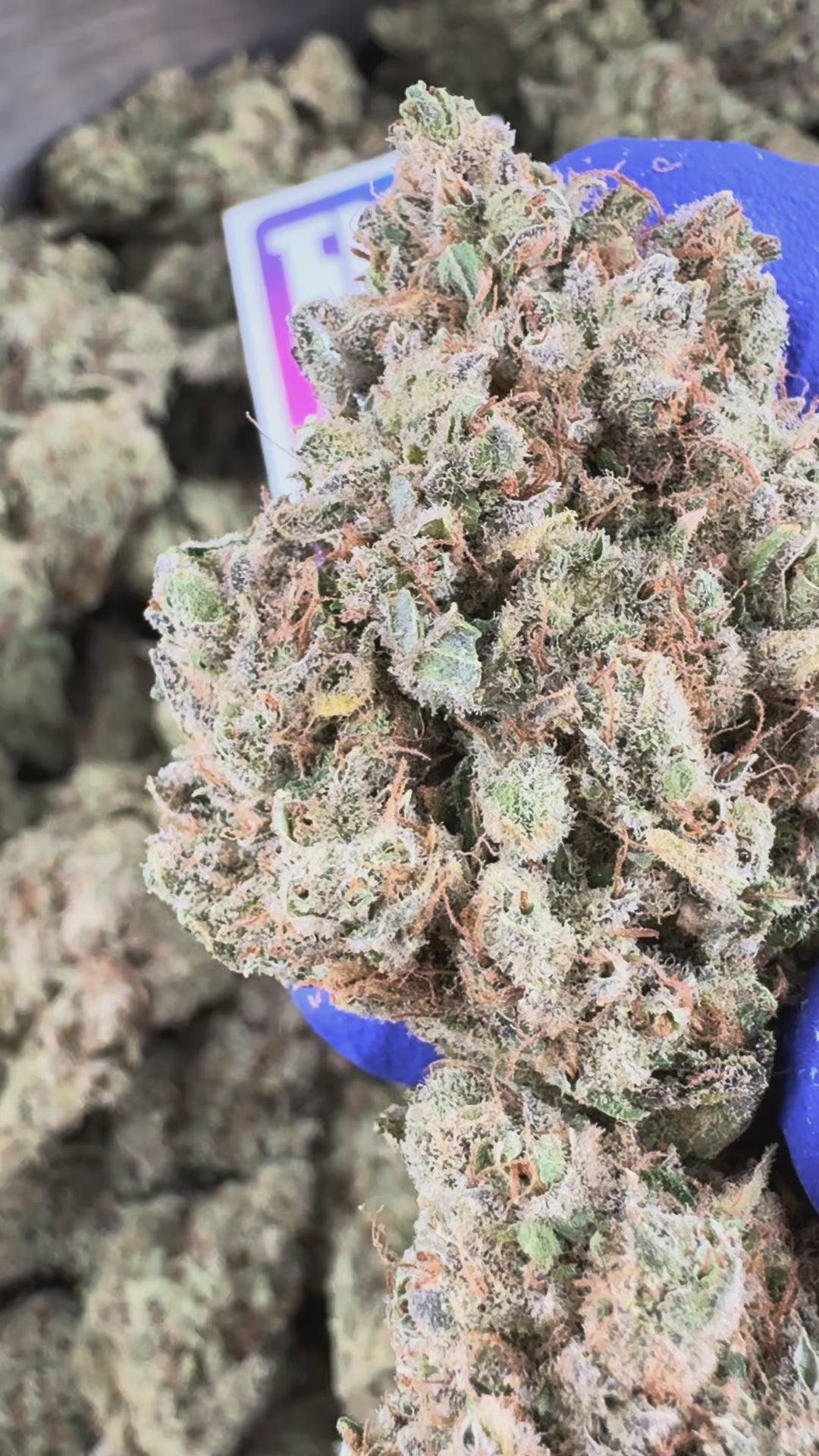 Load video: Gushers CBD Indoor presentation video