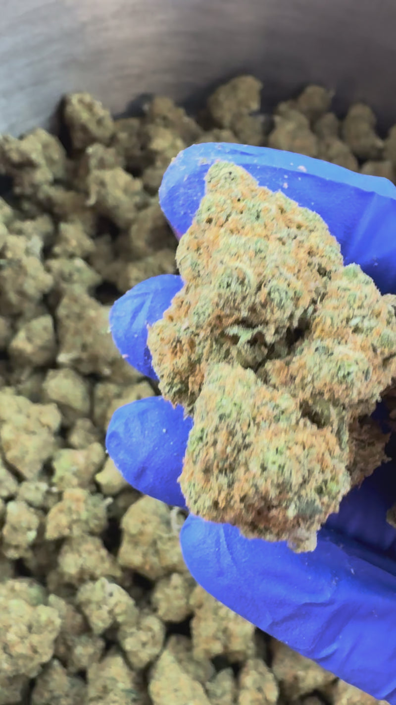 Orange Bud – uprawa w pomieszczeniu — film prezentacyjny